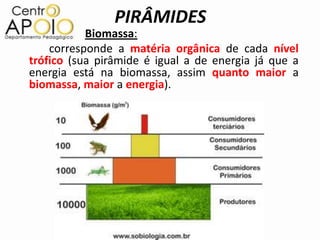 PIRÂMIDES
           Biomassa:
    corresponde a matéria orgânica de cada nível
trófico (sua pirâmide é igual a de energia já que a
energia está na biomassa, assim quanto maior a
biomassa, maior a energia).
 