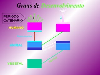 Graus de Desenvolvimento
PERÍODO
CATENÁRIO
HUMANO
ANIMAL
VEGETAL
1 2
Normal
Atrasados
Precursores
 