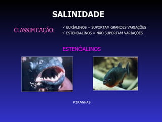 SALINIDADE CLASSIFICAÇÃO: EURÍALINOS = SUPORTAM GRANDES VARIAÇÕES ESTENÓALINOS = NÃO SUPORTAM VARIAÇÕES ESTENÓALINOS PIRANHAS 
