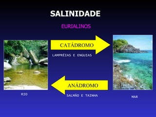 SALINIDADE EURIALINOS RIO MAR CATÁDROMO ANÁDROMO LAMPRÉIAS E ENGUIAS SALMÃO E TAINHA  