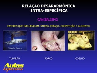 RELAÇÃO DESARARMÔNICA  INTRA-ESPECÍFICA CANIBALISMO FATORES QUE INFLUENCIAM: STRESS, ESPAÇO, COMPETIÇÃO E ALIMENTO TUBARÃO PORCO COELHO 