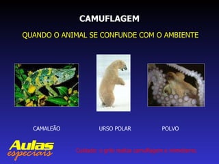 CAMUFLAGEM QUANDO O ANIMAL SE CONFUNDE COM O AMBIENTE CAMALEÃO URSO POLAR POLVO Cuidado: o grilo realiza camuflagem e mimetismo. 