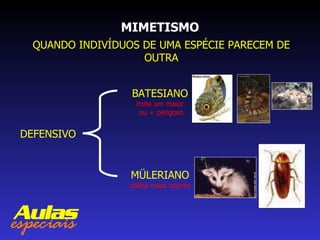 MIMETISMO QUANDO INDIVÍDUOS DE UMA ESPÉCIE PARECEM DE OUTRA DEFENSIVO BATESIANO imita um maior  ou + perigoso MÜLERIANO utiliza maus odores 