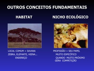OUTROS CONCEITOS FUNDAMENTAIS HABITAT  NICHO ECOLÓGICO LOCAL COMUM = SAVANA  PROFISSÃO = SEU PAPEL ZEBRA, ELEFANTE, HIENA...  MUITO ESPECÍFICO  ENDEREÇO  QUANDO  MUITO PRÓXIMO  GERA  COMPETIÇÃO 