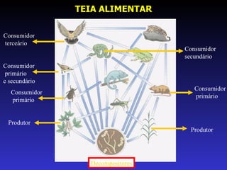 TEIA ALIMENTAR Produtor Consumidor primário Consumidor secundário Produtor Consumidor  primário Consumidor primário e secundário Consumidor terceário Decompositores 