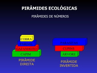 PIRÂMIDES ECOLÓGICAS PIRÂMIDES DE NÚMEROS CAPIM GAFANHOTO PARDAL COBRA PIRÂMIDE DIREITA ÁRVORE CUPINS PARASITAS PIRÂMIDE INVERTIDA 