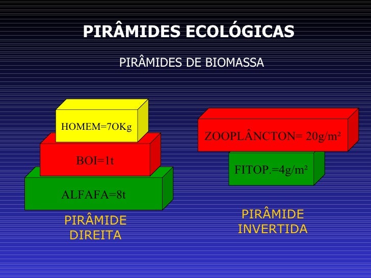 Cadeias, teias, piramides ecologicas