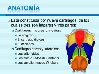 ANATOMÍAEstá constituida por nueve cartílagos, de los cuales tres son impares y tres pares:Cartílagos impares y medios:La epiglotisEl cartílago tiroidesEl cricoidesCartilagospares y laterales:Los aritenoidesLos corniculados de SantoriniLos cuneiformes de Wrisberg.