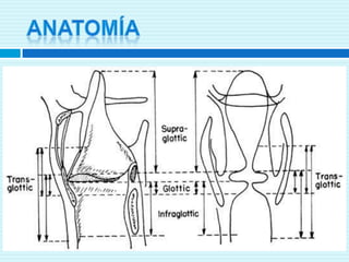 ANATOMÍA
