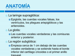 ANATOMÍALa laringe supraglótica:Epiglotis, las cuerdas vocales falsas, los ventrículos, los pliegues ariepiglóticos y las aritenoides. La glotis:Las cuerdas vocales verdaderas y las comisuras anterior y posterior. La región subglótica:Empieza cerca de 1 cm debajo de las cuerdas vocales verdaderas y se extiende hasta el borde inferior del cartílago cricoides o el primer anillo traqueal.