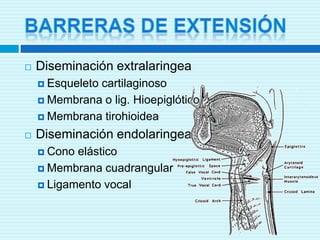 Barreras de ExtensiónDiseminación extralaringeaEsqueleto cartilaginosoMembrana o lig. HioepiglóticoMembrana tirohioideaDiseminación endolaringeaCono elásticoMembrana cuadrangularLigamento vocal