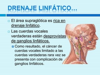 Drenaje linfático…El área supraglótica es rica en drenaje linfático.Las cuerdas vocales verdaderas están desprovistas de ganglios linfáticos.Como resultado, el cáncer de cuerdas vocales limitado a las cuerdas verdaderas rara vez se presenta con complicación de ganglios linfáticos.
