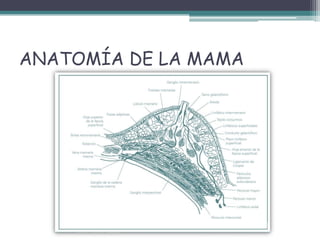 ANATOMÍA DE LA MAMA
 