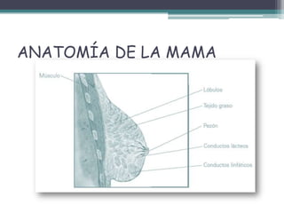 ANATOMÍA DE LA MAMA
 