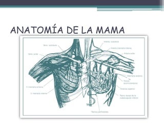 ANATOMÍA DE LA MAMA
 