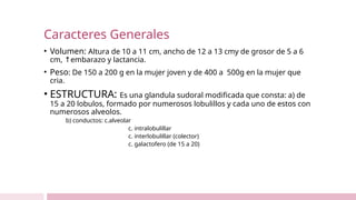 Caracteres Generales
• Volumen: Altura de 10 a 11 cm, ancho de 12 a 13 cmy de grosor de 5 a 6
cm, embarazo y lactancia.
↑
• Peso: De 150 a 200 g en la mujer joven y de 400 a 500g en la mujer que
cria.
• ESTRUCTURA: Es una glandula sudoral modificada que consta: a) de
15 a 20 lobulos, formado por numerosos lobulillos y cada uno de estos con
numerosos alveolos.
b) conductos: c.alveolar
c. intralobulillar
c. interlobulillar (colector)
c. galactofero (de 15 a 20)
 