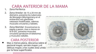 CARA ANTERIOR DE LA MAMA
1. Zona Periferica
2. Zona Areolar: de 15 a 20 mm de
diámetro, presenta los tuberculos
de Morgagni (Montgomery en el
embarazo) son glandulas
cebaseas modificadas, ademas
musculos circulares y radiales.
3. Zona Mamilar: Encontramos la
papila o pezon, mas o menos en
el IV EIC, presenta musculos
circulares (producen el telotismo)
y musculos radiales.
 Mas o menos plana, descansa sobre el
pectoral mayor, serrato mayor y el
oblicuo mayor, a los cuales esta unida
por la fasia superficiales
CARA POSTERIOR
 