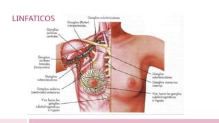 LINFATICOS
 