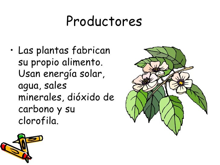 cadenas troficas productores cadenas alimentarias cadenas troficas productores cadenas alimentarias