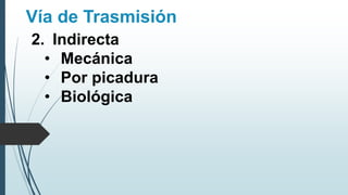 Vía de Trasmisión
2. Indirecta
• Mecánica
• Por picadura
• Biológica
 