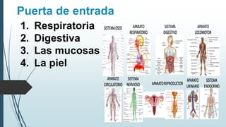 Puerta de entrada
1. Respiratoria
2. Digestiva
3. Las mucosas
4. La piel
 
