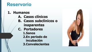 Reservorio
1. Humanos
A. Casos clínicos
B. Casos subclínicos o
inaparentes
C. Portadores
1.Sanos
2.En periodo de
incubación
3.Convalecientes
 