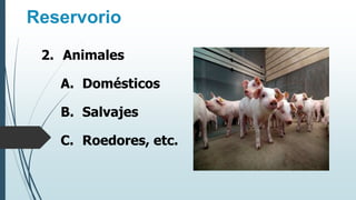 Reservorio
2. Animales
A. Domésticos
B. Salvajes
C. Roedores, etc.
 