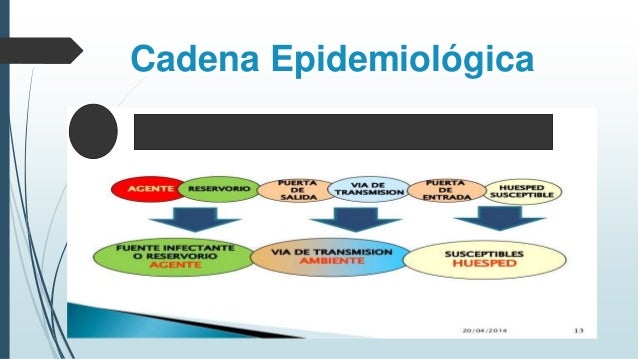 cadena epidemiologica la rabia cadena epidemiologica cadena epidemiologica la rabia cadena epidemiologica
