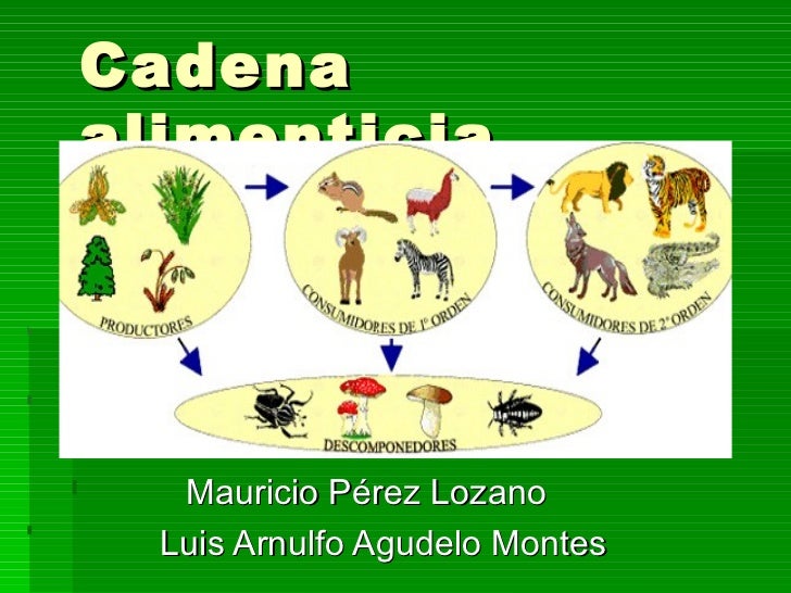 cadenas alimenticias carnivoros cadena alimenticia cadenas alimenticias carnivoros cadena alimenticia