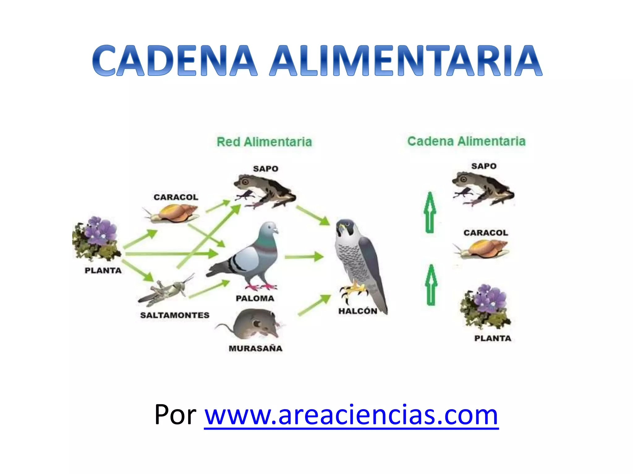 Cadena Alimentaria o Trófica | PPTX