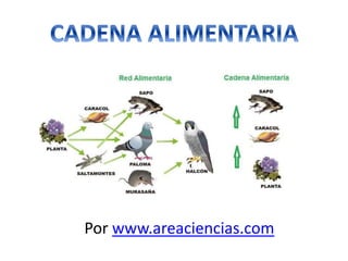 Por www.areaciencias.com
 