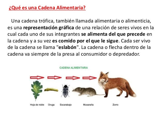 cadenas troficas clasificacion cadena alimentaria o tr 243 fica cadenas troficas clasificacion cadena alimentaria o tr 243 fica