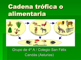 Cadena trófica o alimentaria Grupo de 4º A / Colegio San Félix Candás (Asturias) 
