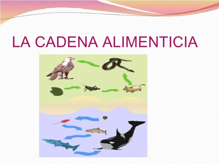 las cadenas alimenticias wikipedia cadena alimenticia las cadenas alimenticias wikipedia cadena alimenticia