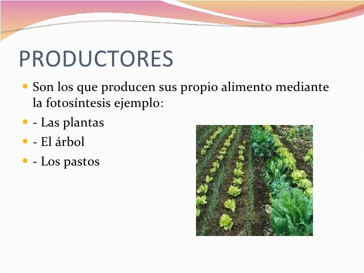 Cadena alimenticia