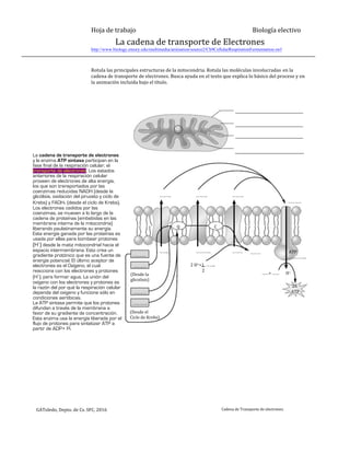 Hoja	
  de	
  trabajo Biología	
  electivo
	
  	
  	
  	
  	
  	
  	
  	
  	
  	
  	
  	
  La	
  cadena	
  de	
  transporte	
  de	
  Electrones	
  
http://www.biology.emory.edu/multimedia/animation/source2/Ch9CellularRespirationFermentation.swf
Rotula	
  las	
  principales	
  estructuras	
  de	
  la	
  mitocondria.	
  Rotula	
  las	
  moléculas	
  involucradas en	
  la	
  
cadena	
  de	
  transporte	
  de	
  electrones.	
  Busca	
  ayuda	
  en	
  el	
  texto	
  que	
  explica	
  lo	
  básico	
  del	
  proceso	
  y	
  en	
  
la	
  animación	
  incluida	
  bajo	
  el	
  título.
________________________________________
________________________________________
________________________________________
____________________
………. ………. ……….
…………
Q C
…………
…………
(Desde	
  la
glicolisis)
…………
………….
(Desde	
  el
Ciclo	
  de	
  Krebs)
…….. ………….
	
  	
  	
  	
  	
  2	
  H++1	
  	
  ……..
	
  	
  	
  	
  	
  	
  	
  	
  	
  	
  	
  	
  	
  	
  	
  	
  	
  	
  	
  	
  	
  	
  2
……… ……… 	
  	
  ATP
……………..
……+	
  ……	
  	
  	
  	
  	
  	
  	
  	
  	
  H+
	
  	
  26	
  
	
  ATP
GAToledo,	
  Depto.	
  de	
  Cs.	
  SFC,	
  2016 Cadena	
  de	
  Transporte	
  de	
  electrones.
La cadena de transporte de electrones
y la enzima ATP sintasa participan en la
fase final de la respiración celular, el
transporte de electrones. Los estados
anteriores de la respiración celular
proveen de electrones de alta energía,
los que son transportados por las
coenzimas reducidas NADH (desde la
glicólisis, oxidación del piruvato y ciclo de
Krebs) y FADH2 (desde el ciclo de Krebs).
Los electrones cedidos por las
coenzimas, se mueven a lo largo de la
cadena de proteínas (embebidas en las
membrana interna de la mitocondria)
liberando paulatinamente su energía.
Esta energía ganada por las proteínas es
usada por ellas para bombear protones
(H+
) desde la matiz mitocondrial hacia el
espacio intermembrana. Esto crea un
gradiente protónico que es una fuente de
energía potencial. El último aceptor de
electrones es el Oxígeno, el cual
reacciona con los electrones y protones
(H
+
), para formar agua. La unión del
oxígeno con los electrones y protones es
la razón del por qué la respiración celular
dependa del oxígeno y funcione sólo en
condiciones aeróbicas.
La ATP sintasa permite que los protones
difundan a través de la membrana a
favor de su gradiente de concentración.
Esta enzima usa la energía liberada por el
flujo de protones para sintetizar ATP a
partir de ADP+ Pi.
 