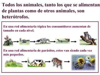 Todos los animales, tanto los que se alimentan
de plantas como de otros animales, son
heterótrofos.
En una red alimentaria tópica los consumidores aumentan de
tamaño en cada nivel.




En una red alimentaria de parásitos, estos van siendo cada vez
más pequeños.
 