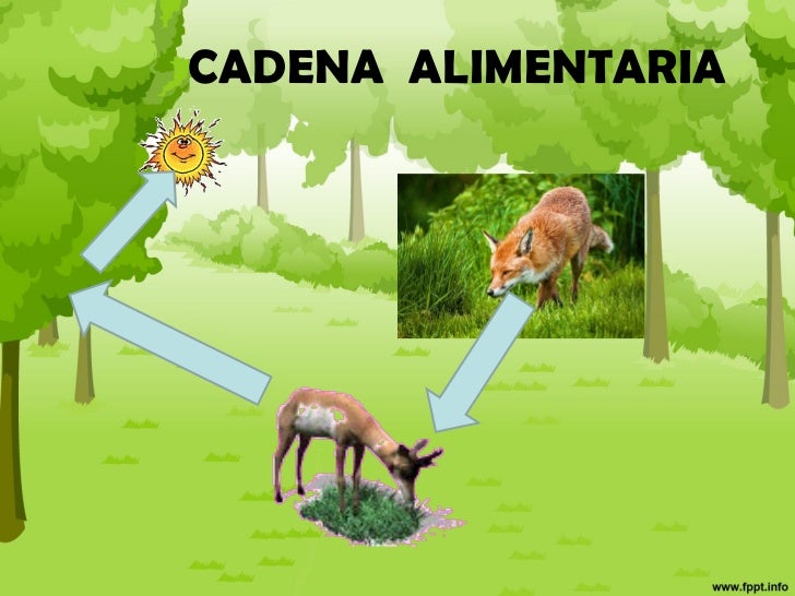 cadena alimenticia serpiente cadena alimentaria cadena alimenticia serpiente cadena alimentaria
