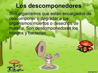 Los descomponedores Son organismos que están encargados de descomponer o degradar a los organismos muertos o desechos de materia. Son descomponedores los hongos y bacterias. 