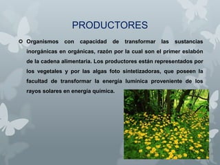 PRODUCTORES
 Organismos

con

capacidad

de

transformar

las

sustancias

inorgánicas en orgánicas, razón por la cual son el primer eslabón
de la cadena alimentaria. Los productores están representados por
los vegetales y por las algas foto sintetizadoras, que poseen la
facultad de transformar la energía lumínica proveniente de los
rayos solares en energía química.

 