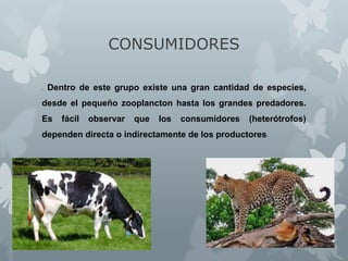CONSUMIDORES
. Dentro de este grupo existe una gran cantidad de especies,

desde el pequeño zooplancton hasta los grandes predadores.
Es

fácil

observar

que

los

consumidores

(heterótrofos)

dependen directa o indirectamente de los productores.

 