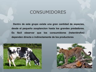 CONSUMIDORES
. Dentro de este grupo existe una gran cantidad de especies,

desde el pequeño zooplancton hasta los grandes predadores.

Es

fácil

observar

que

los

consumidores

(heterótrofos)

dependen directa o indirectamente de los productores.

 
