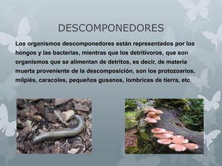 DESCOMPONEDORES
Los organismos descomponedores están representados por los

hongos y las bacterias, mientras que los detritívoros, que son
organismos que se alimentan de detritos, es decir, de materia
muerta proveniente de la descomposición, son los protozoarios,
milpiés, caracoles, pequeños gusanos, lombrices de tierra, etc.

 