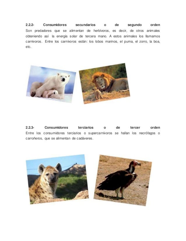 Cadena alimentaria