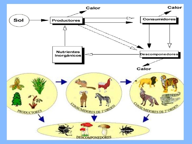 cadena y red alimentaria definicion cadena alimentaria o trofica cadena y red alimentaria definicion cadena alimentaria o trofica