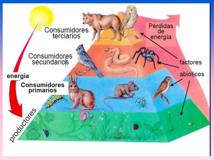 Cadena alimentaria o trofica por Karen Jaramillo