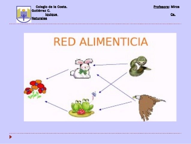 cadena alimentaria y red trofica diferencia cadena alimentaria y red cadena alimentaria y red trofica diferencia cadena alimentaria y red