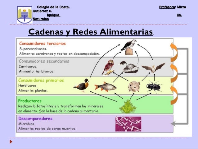 cadena alimentaria y red trofica diferencia cadena alimentaria y red cadena alimentaria y red trofica diferencia cadena alimentaria y red
