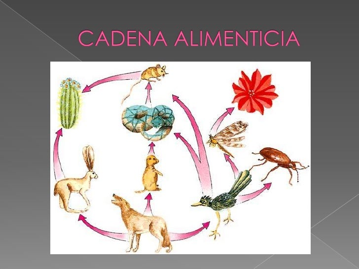Cadena Alimenticia | cadena alimenticia Cadena Alimenticia | cadena alimenticia