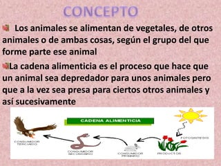 CONCEPTOLos animales se alimentan de vegetales, de otros animales o de ambas cosas, según el grupo del queforme parte ese animalLa cadena alimenticia es el proceso que hace que un animal sea depredador para unos animales pero que a la vez sea presa para ciertos otros animales y así sucesivamente